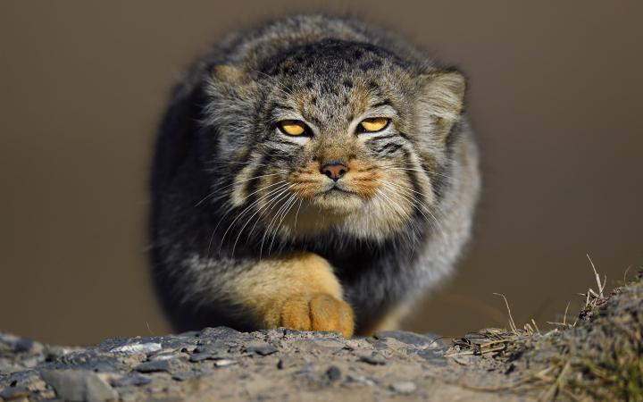 Chat Pallas (Otocolobus manul)