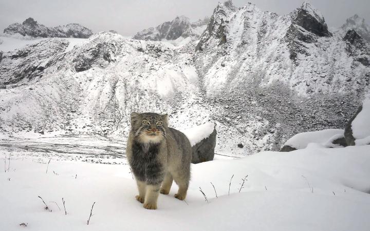 Première preuve photographique du « chat de Pallas » au-dessus de 4 992 m d'altitude