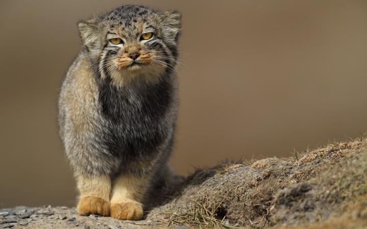 Chat de Pallas (Otocolobus manul)