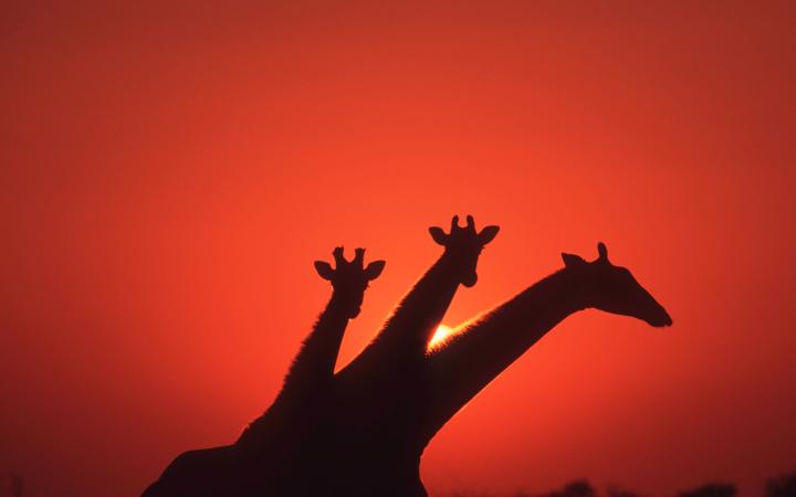Trois girafes au coucher du soleil. 