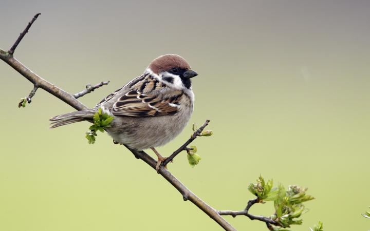 Un moineau friquet (Passer montanus) 