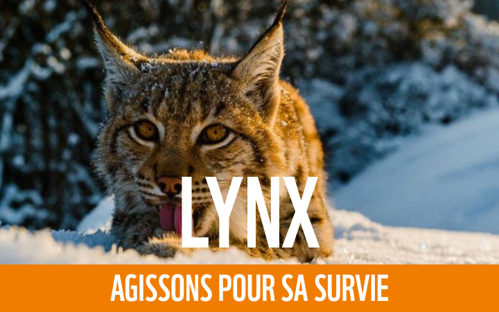 Lynx