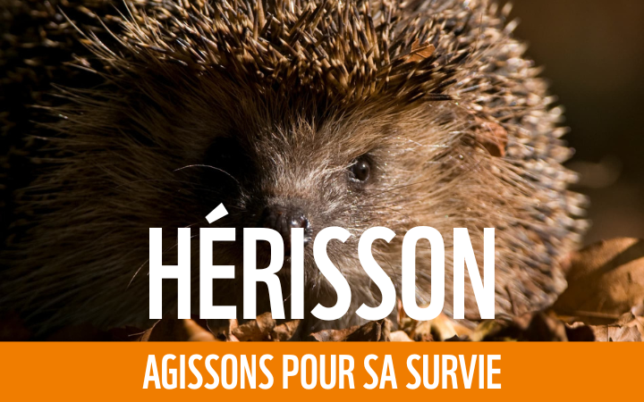Hérisson