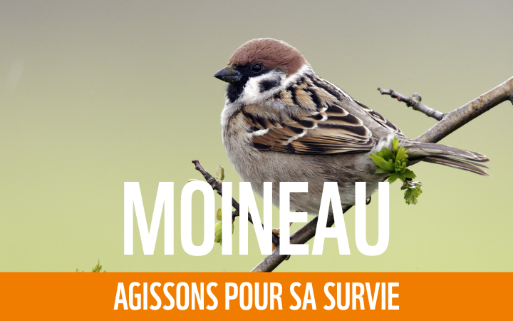 Moineau