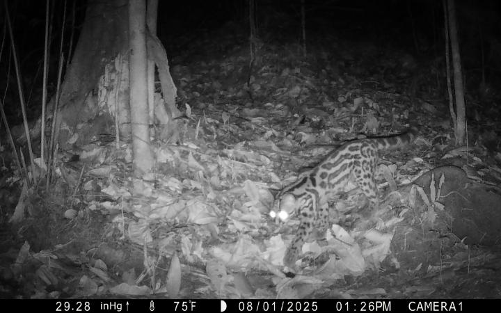 Camera trap - Haut-maroni - Guyane 2025 - Chat Margay (Leopardus wiedii)