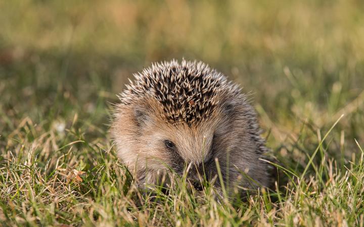 Hérisson juvénile d'Europe