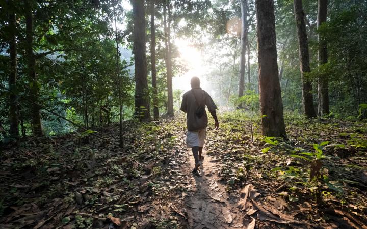 Ouest dans la forêt, réserve spéciale de Dzanga-Sangha, République centrafricaine