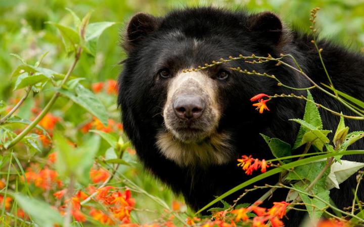 Ours à lunettes (Tremarctos ornatus) en captivité à la  Reserva Natural Rio Blanco, en Colombie. Présent dans les Andes tropicales, en Amérique du Sud.
