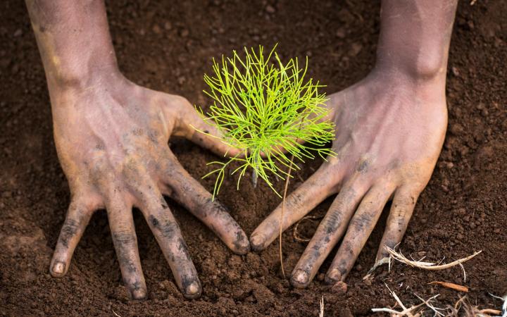 Restaurer milieux forestiers