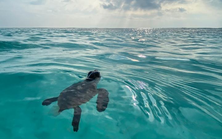 Bébés tortues caouannes (Caretta Caretta) en train d'éclore