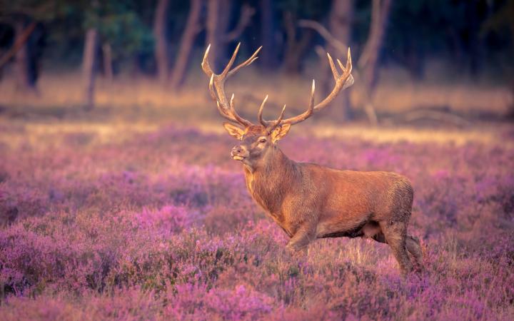 Cerf dans un champs de fleurs violettes 