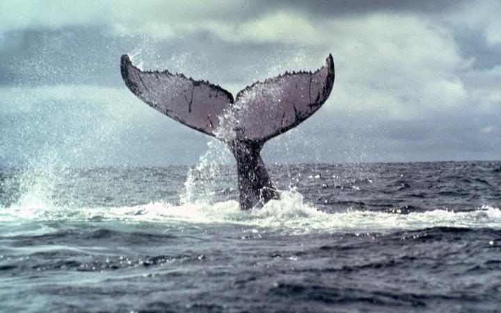 Baleine à bosse