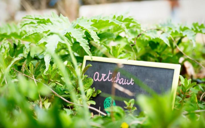 Potager pédagogique / artichaut