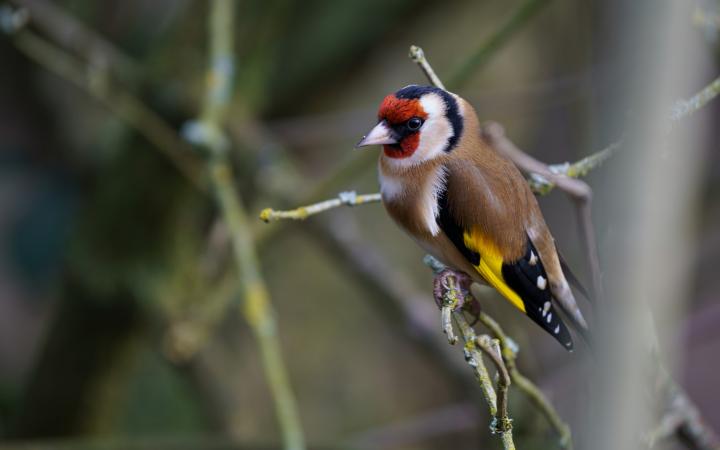 Chardonneret élégant (Carduelis carduelis)