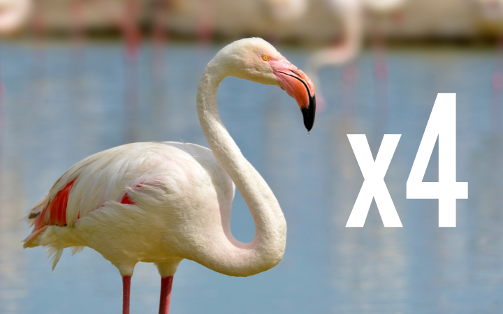 Starlux Flamant Rose – Zoo Savane – Figurine 54 Mm (1/32) – Plastique – France