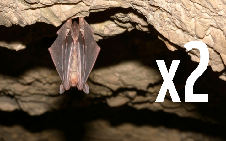 Grand murin (Myotis myotis)