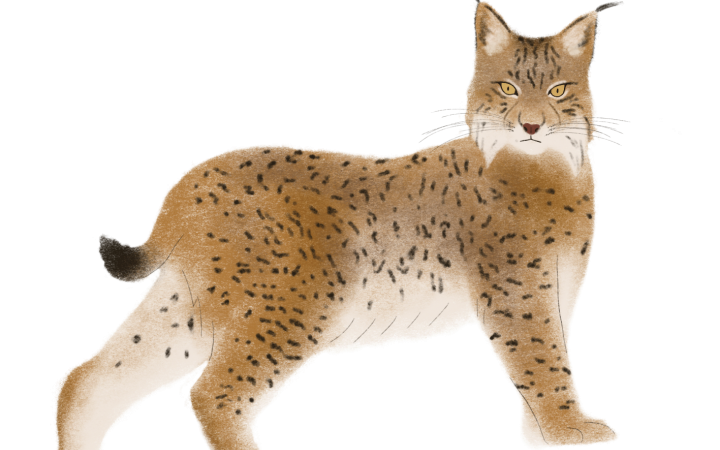 France Vivante - Lynx