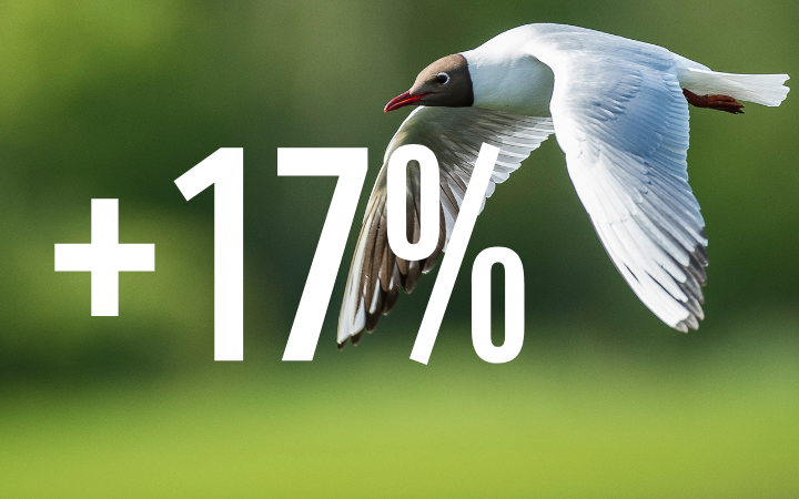 MOUETTE RIEUSE (Chroicocephalus ridibundus)