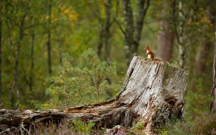 Écureuil roux (Sciurus vulgaris) dans les bois, Écosse