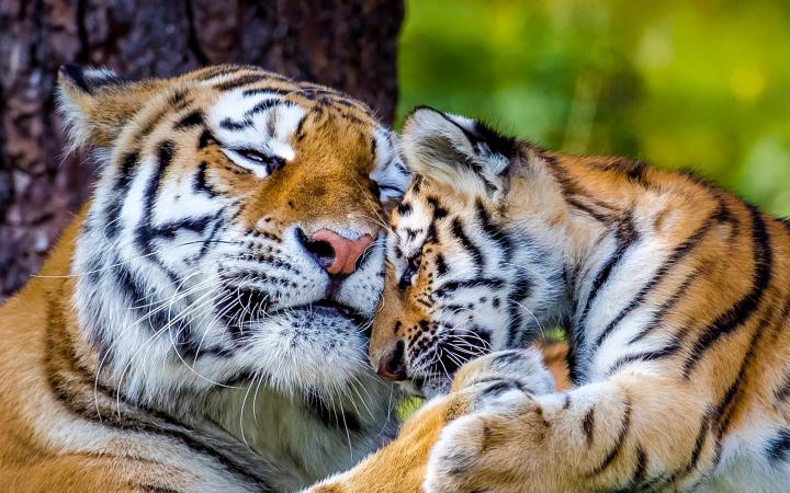 Tigre de l’Amour / tigre de Sibérie (Panthera tigris altaica), femelle et petit âgé de trois mois