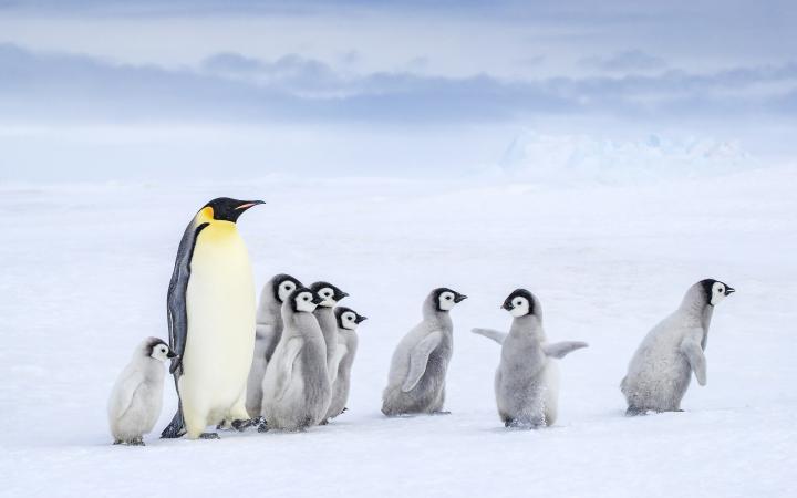 Manchot empereur (Aptenodytes forsteri), adulte et poussins marchant, Antarctique