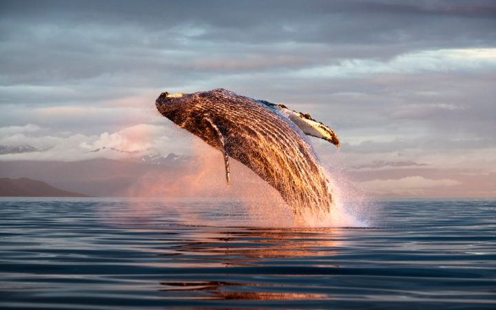 Queue de baleine qui sort de l'océan