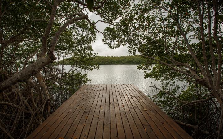 Paysage mangrove, États-Unis