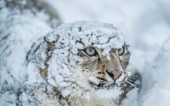 Léopard des neiges (Panthera uncia), Provinces du nord du Pakistan