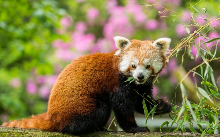 Money Walkie collaboration avec le WWF France