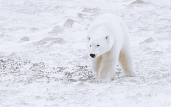 Ours polaire (ursus maritimus)