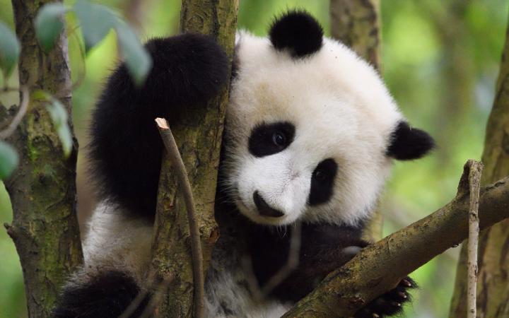 Panda(Ailuropoda melanoleuca)