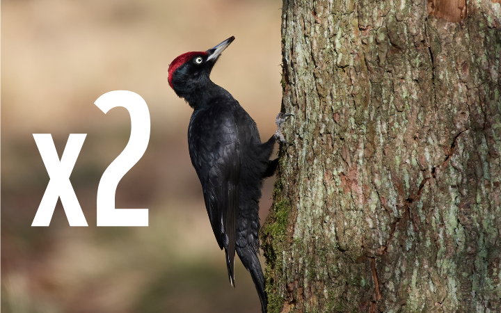 Pic Noir (Dryocopus martius)