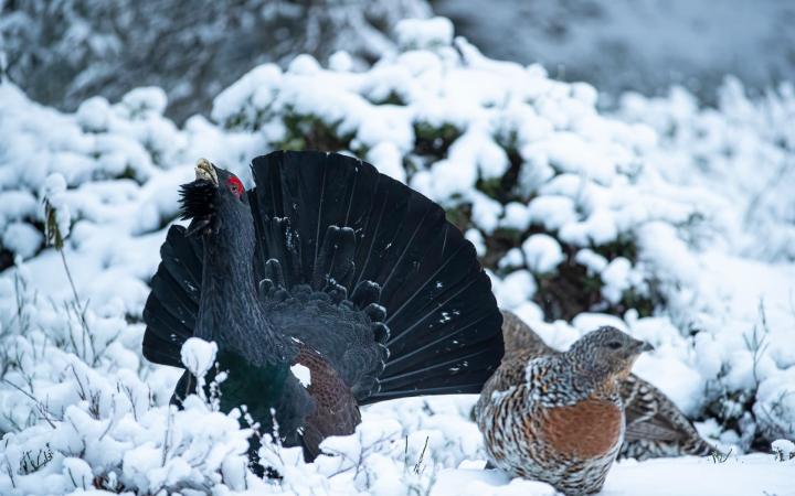 Un couple de grands tétras (Tetrao urogallus) dans la neige.