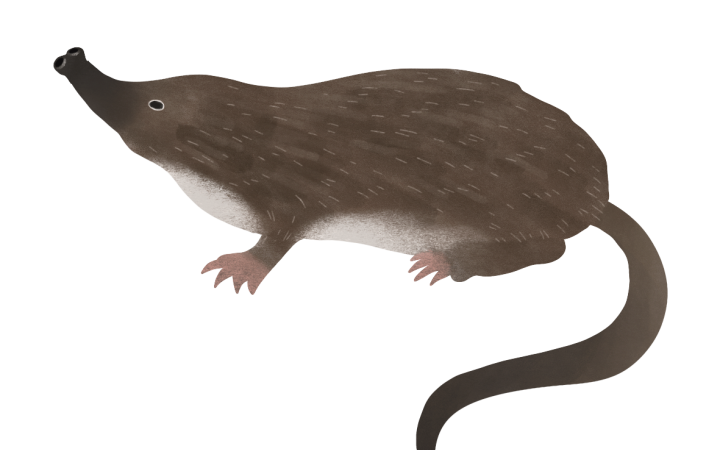 France vivante - Desman des pyre