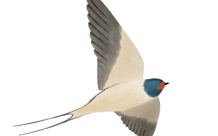 France vivante - Hirondelles Rustique