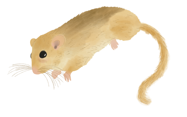 France vivante - Muscardin