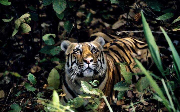 Tigre (Panthera tigris) regardant le ciel, Inde
