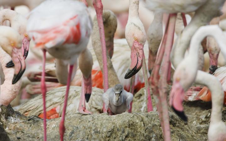 Flamant rose (Phoenicopterus roseus) et son petit, Camargue, France