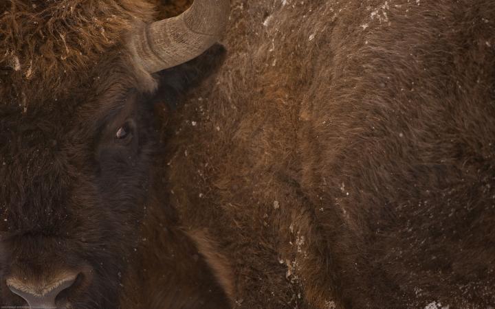 Gros plan sur un bison d’Europe (Bison bonasus)