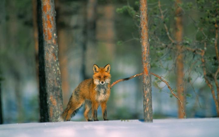 Renard dans la neige (Vulpes Vulpes)