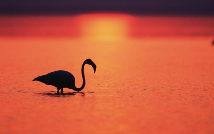 Silhouette de Flamant rose au soleil couchant