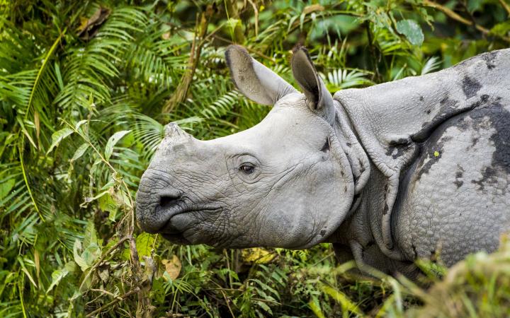 Indian rhino (Rhinoceros unicornis) in the Kaziranga National Park, India