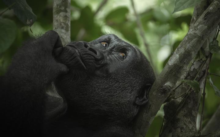 Au Coeur de la Jungle - photo - Gorille