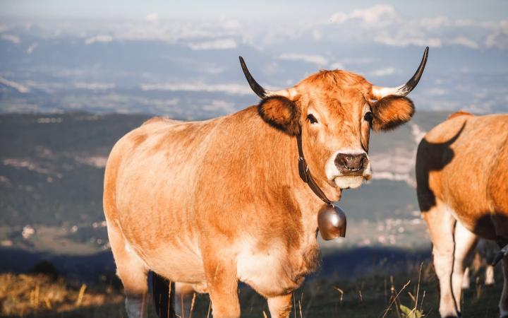 Vache avec un anneau dans une prairie