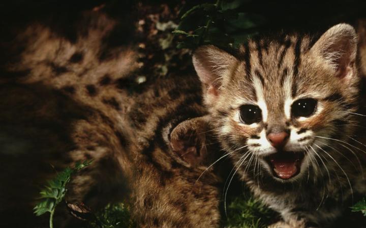 Chat-léopard (Prionailurus bengalensis)