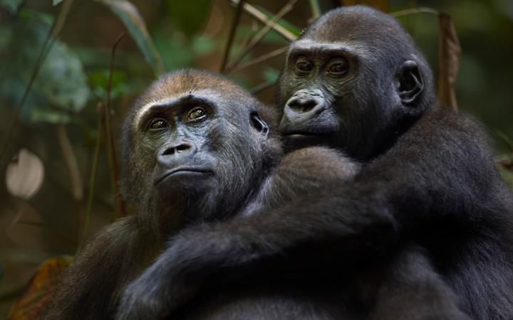 Deux jeunes mâles gorilles des plaines de l'Ouest (Gorilla gorilla gorilla)