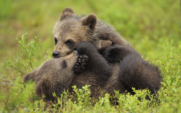 Deux oursons d’ours brun d’Eurasie (Ursus arctos) jouent à se battre