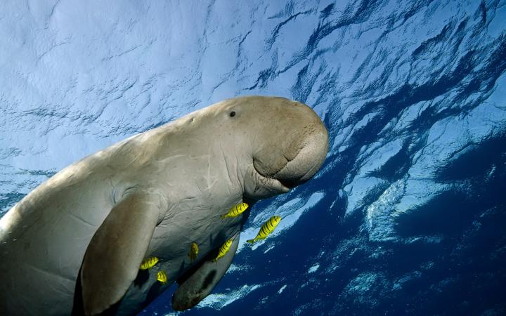 Dugong (dugong dugong) nageant dans la mer