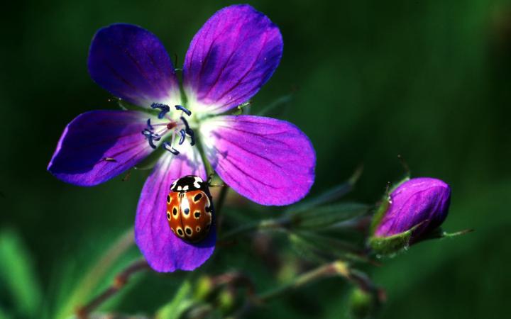 Coccinelle qui se repose sur une fleur