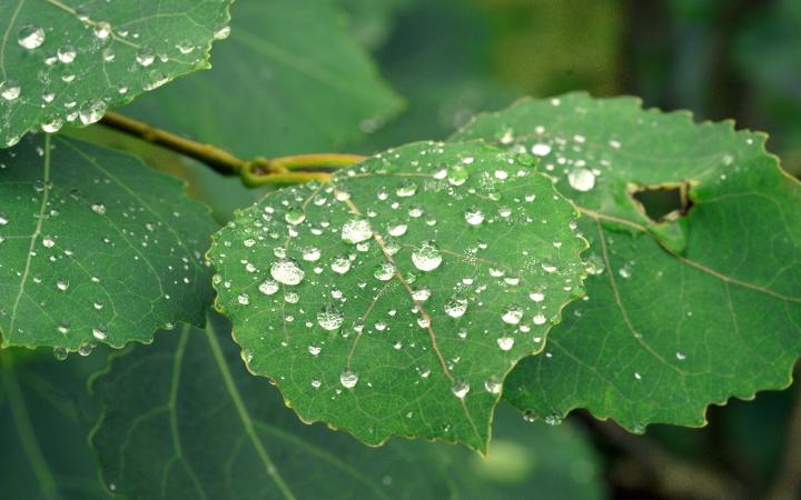 Feuilles de tremble (Populus tremula) avec des gouttes d’eau, en Suède